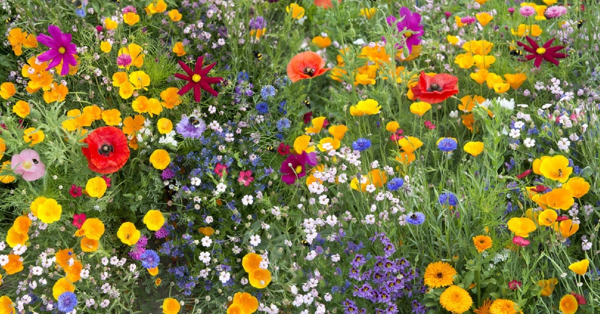 image une sauver abeilles jardin fleurs plantes melliferes